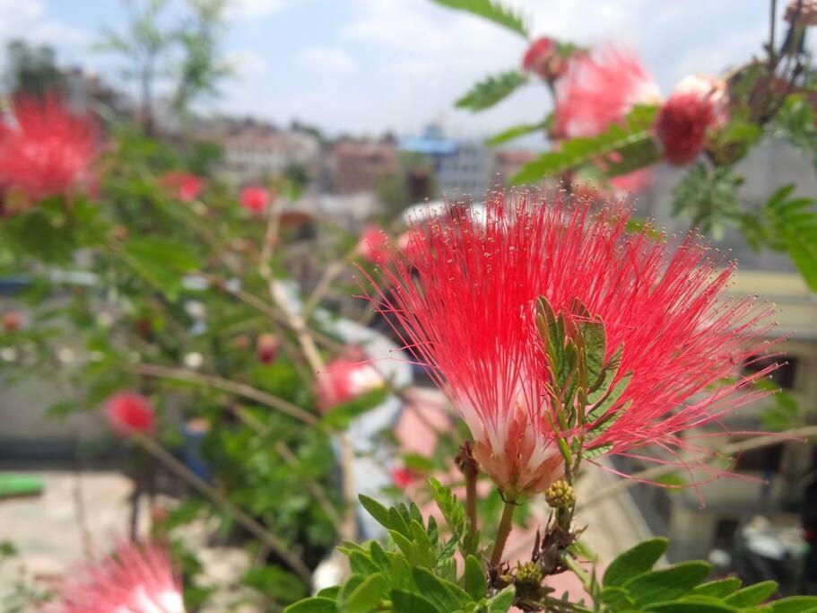 Ananda Tree House Eco Homestay Katmandu Eksteriør billede